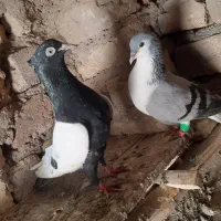 کبوتر سینه سیاه