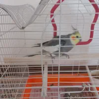 عروس هلندی