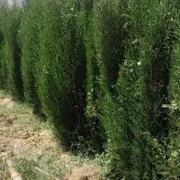 نهالستان سبز