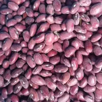 لوبیا قرمز