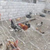 بوقلمون ۵ عدد یکی نر ۴ ماده یک ساله|حیوانات مزرعه|پلدشت, |دیوار