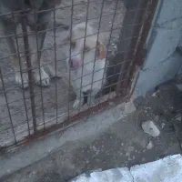 پاکوتاه ماده باردار