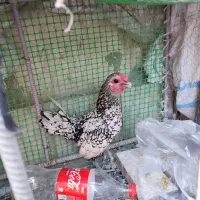 مرغ و خروس نژاد اصیل|حیوانات مزرعه|بیرجند, |دیوار