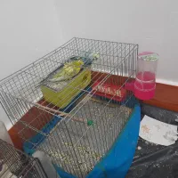 دوجفت مرغ عشق ساده و پشت پروانه ای|پرنده|جیرفت, |دیوار