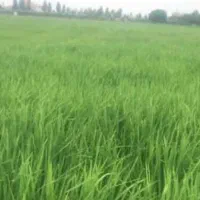 فروش زمین باغ