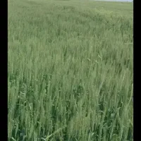 اجاره 8هکتار زمین کشاورزی