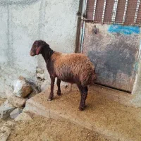 بره قوچ همو