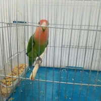 کوتوله برزیلی خیلی شادوسالم