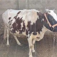 گاو شیری|حیوانات مزرعه|خمک, |دیوار