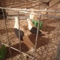 کبوتر نقش تهرونی چپ مهر مهر