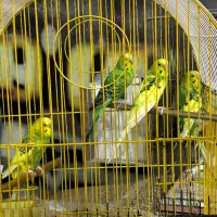 مرغ عشق|پرنده|قم, کلهری|دیوار