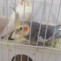 عروس هلندی ماده ونر|پرنده|قزوین, |دیوار