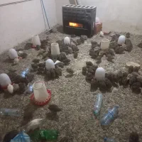 بلدرچین تخم گذار|حیوانات مزرعه|مشهد, ایثار|دیوار