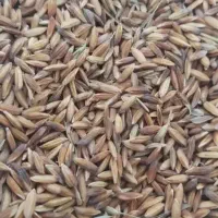 چلتوک خشک شده|خوردنی و آشامیدنی|کرخه, |دیوار