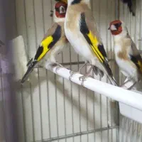 سه تا سهره بخون به شرط