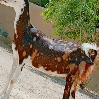 مری ابست جملی زا