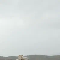 گمشده