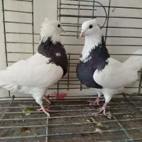 طوقی پرشی میل بازیکن معاوضه با دمگیر|پرنده|اصفهان, براآن شمالی|دیوار