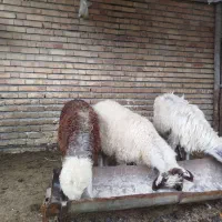 باسلام دو تقلی نروماده