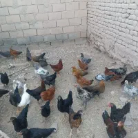 مرغ خروس