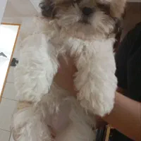 توله شیتزو سوپر فلت عروسکی