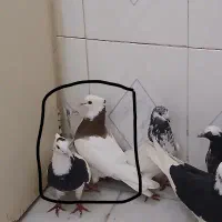 کبوتر