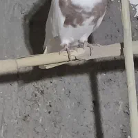 پرنده|پرنده|چوار, |دیوار