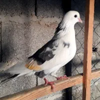 کبوتر ابلغ سبز ماده|پرنده|خمام, |دیوار