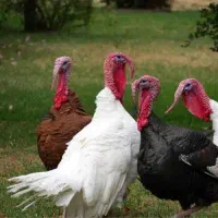 جوجه بوقلمون