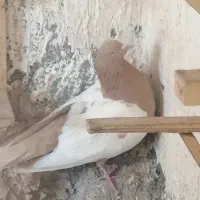 کبوتر