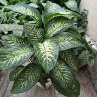 گل های آپارتمانی بسیار زیبا|گل و گیاه طبیعی|محمدیه-قزوین, |دیوار