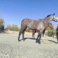 ۲ عدد مادیان .ترکمن .ویکسر خارجی باهم ۸۰ ملیون