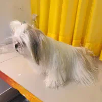 واگذاری|سگ|سبزوار, قلعهنو دهزار|دیوار