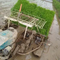 نشا برنج نشا کاری با دستگاه کوبوتا