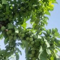 باغ ۲هزار متری با ۳ساعت چاه مجوز دار شاهنامه ۶۹|فروش خانه و ویلا|مشهد, توس (بلوار توس)|دیوار