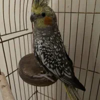 عروس هلندی مرواریدی