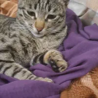 گربه گمشده|حیوانات|مینودشت, |دیوار