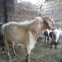 نری