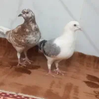 دوتا نر هستن