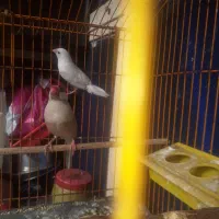 فنج بنگالی نر