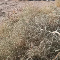 خار شتری تازه مناسب برای انواع دام و طیور