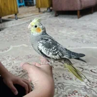 عروس هلندی|پرنده|مشهد, نیزه|دیوار