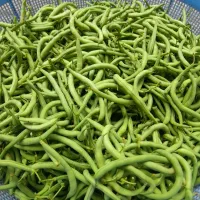 لوبیا سبز تازه چین