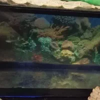 دو عدد آکواریم ویک عدد اکسیژن|ماهی|شیروان (لرستان), |دیوار