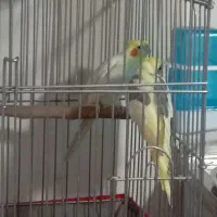 جفت عروس هلندی