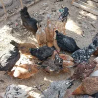 جوجه چهل وپنج روزه|حیوانات مزرعه|بهبهان, |دیوار