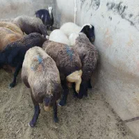 13راس گوسفند افشاری جوان