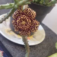 گل ستاره دریایی و گل صخره ای