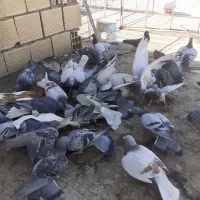 انواع کبوتر پلاکی دوبر