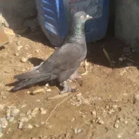 کبوتر زاغ پرپا|پرنده|شیراز, آزادی|دیوار